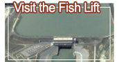 Visit the Fish Lift