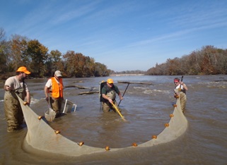 Collecting Fish using a seine net