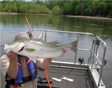 Striped Bass collected in the Great Pee Dee River