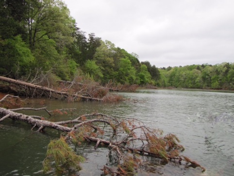Pine trees along Lake Hartwell Shoreline damaged or killed due to Polychlorinated Biphenyl pollution
