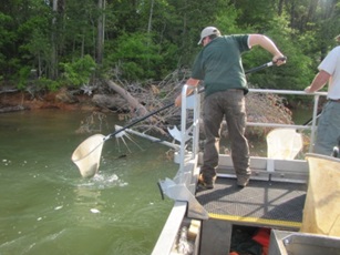 Collecting Largemouth Bass on Lake Hartwell using a net