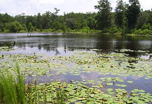 Pond with lilly pads on surface