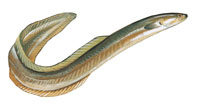 American Eel - Click to enlarge photo