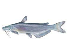 Blue catfish - Click to enlarge photo