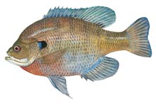 Bluegill - Click to enlarge photo