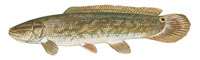 Bowfin - Click to enlarge photo