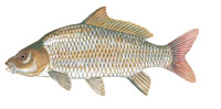 Common Carp - Click to enlarge photo