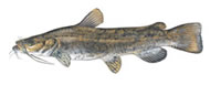 Flathead catfish - Click to enlarge photo
