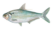 Gizzard Shad - Click to enlarge photo