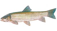 Grass Carp - Click to enlarge photo