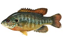 Green Sunfish - Click to enlarge photo