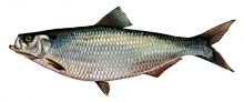 Hickory Shad - Click to enlarge photo
