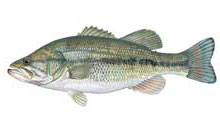 Largemouth bass - Click to enlarge photo