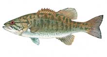 Smallmouth bass - Click to enlarge photo