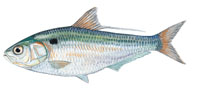 Threadfin Shad- Click to enlarge photo