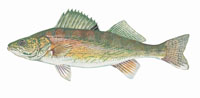 Walleye - Click to enlarge photo