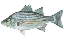 White bass - Click to enlarge photo