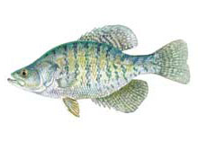 White crappie - Click to enlarge photo