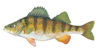 Yellow Perch - Click to enlarge photo