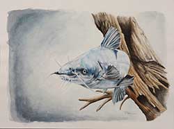 Blue Catfish Artwork