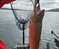 a Brown Trout