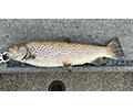 a brown trout