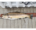 a Brown trout