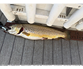 a Brown Trout