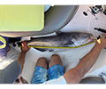 a Blue Catfish