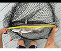 a Blue Catfish