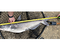 a Blue catfish