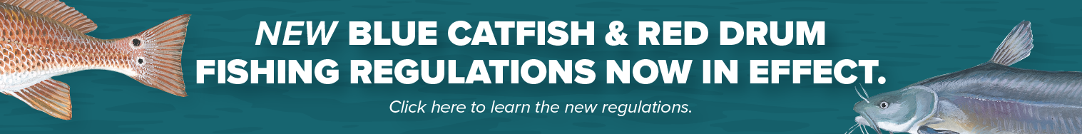 a banner with blue back ground and two fish on it stating there is new information about Red Drum and blue catfish fishing regulations and to look at the regulations to see.