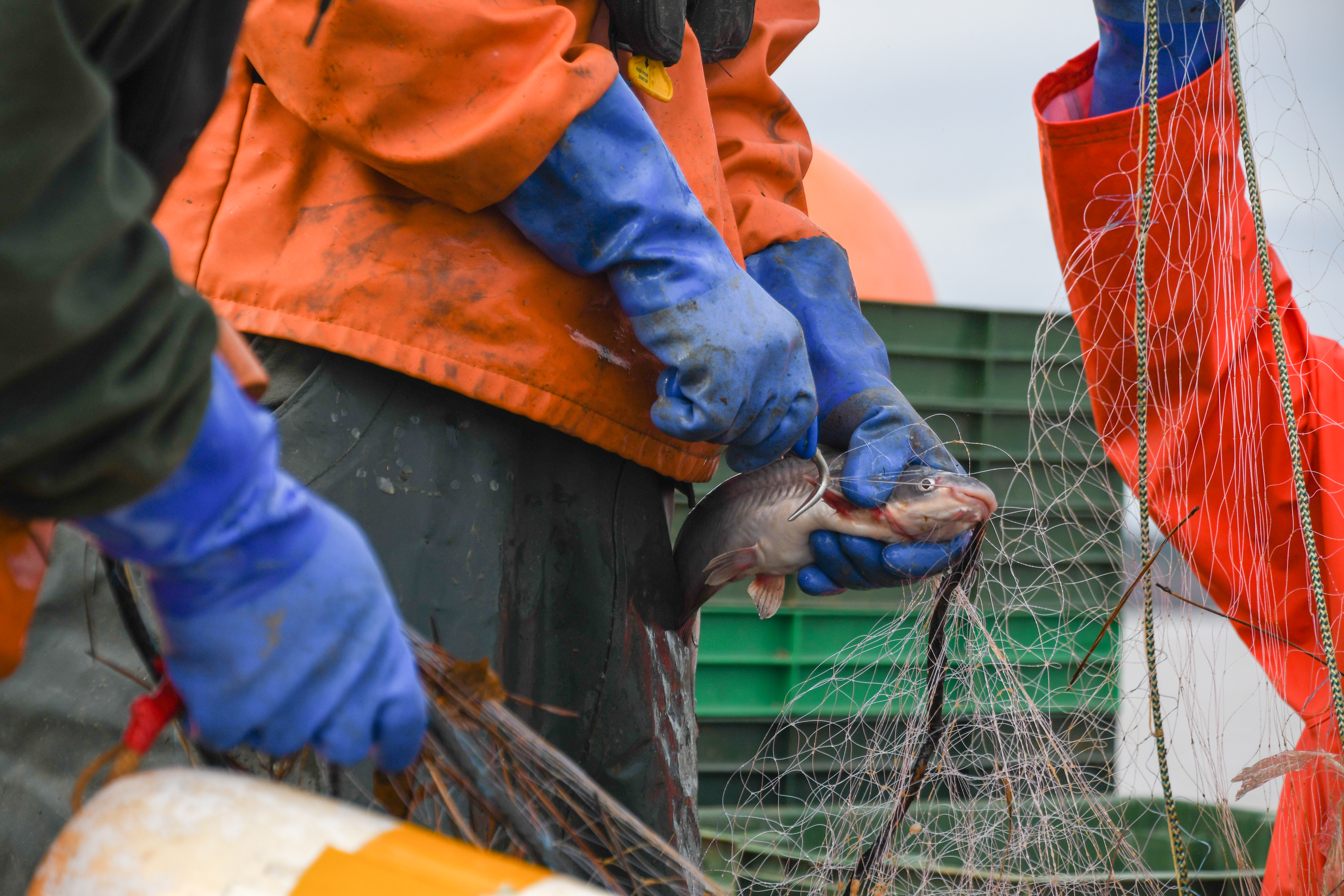 Fishermen using netting to catch fish