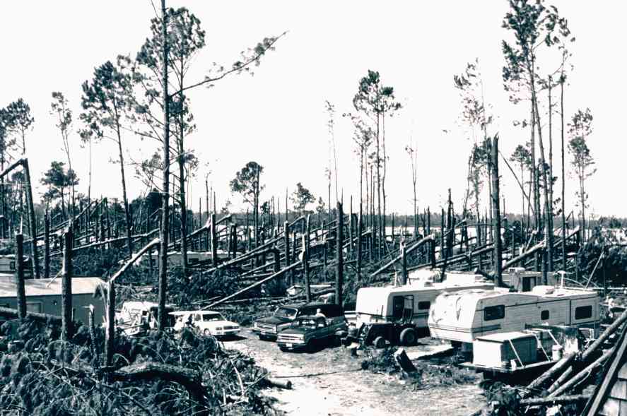 Francis Marion National Forest (Unknown Source)