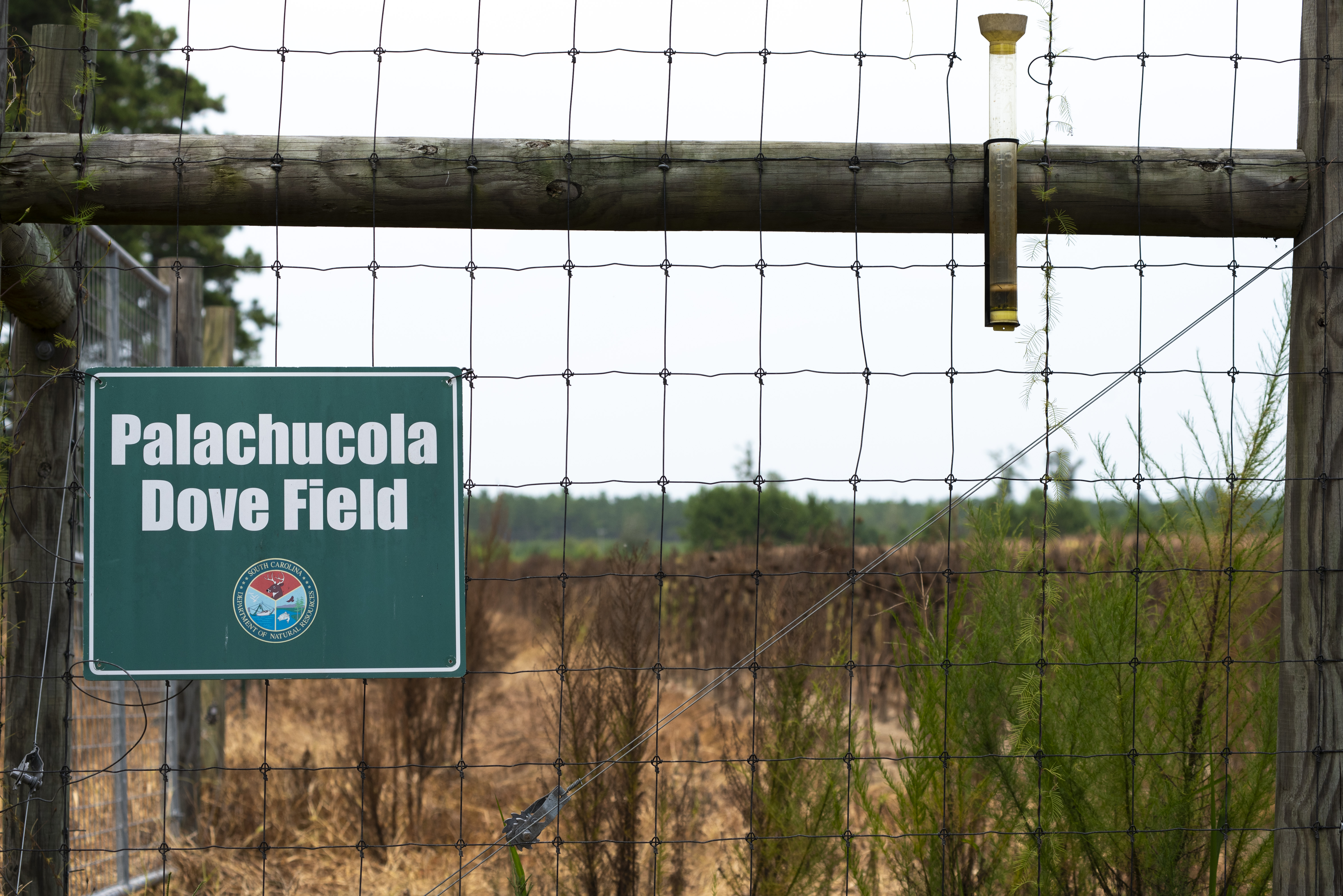 Hunted ducks laying on a boat