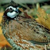 Link to Quail Forms