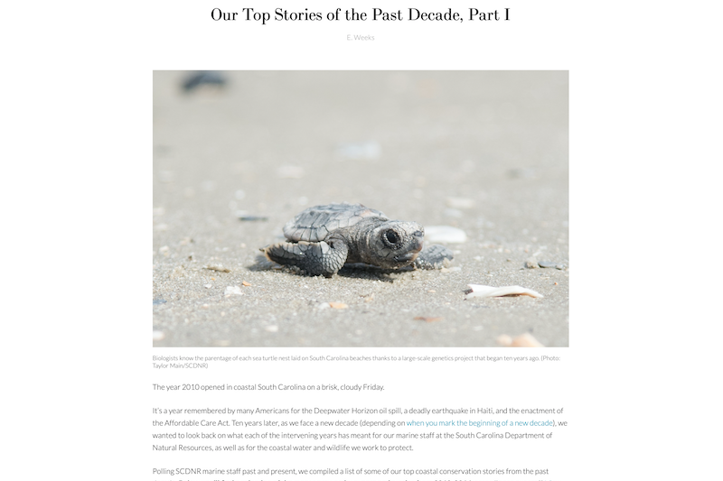 A preview of the SC Coastal Resources blog post titled Our Top Stories of the Past Decade, Part 1.