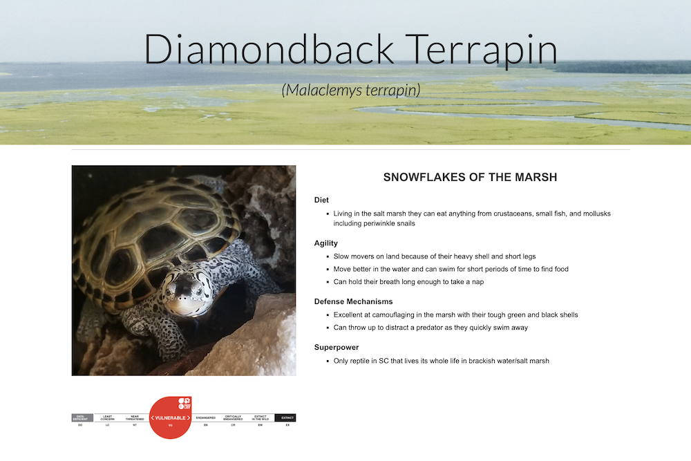 diamonback terrapin photo and decription of diet, agility and more