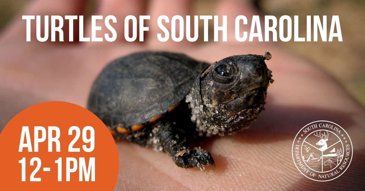 Turtles of South Carolina event advertisement