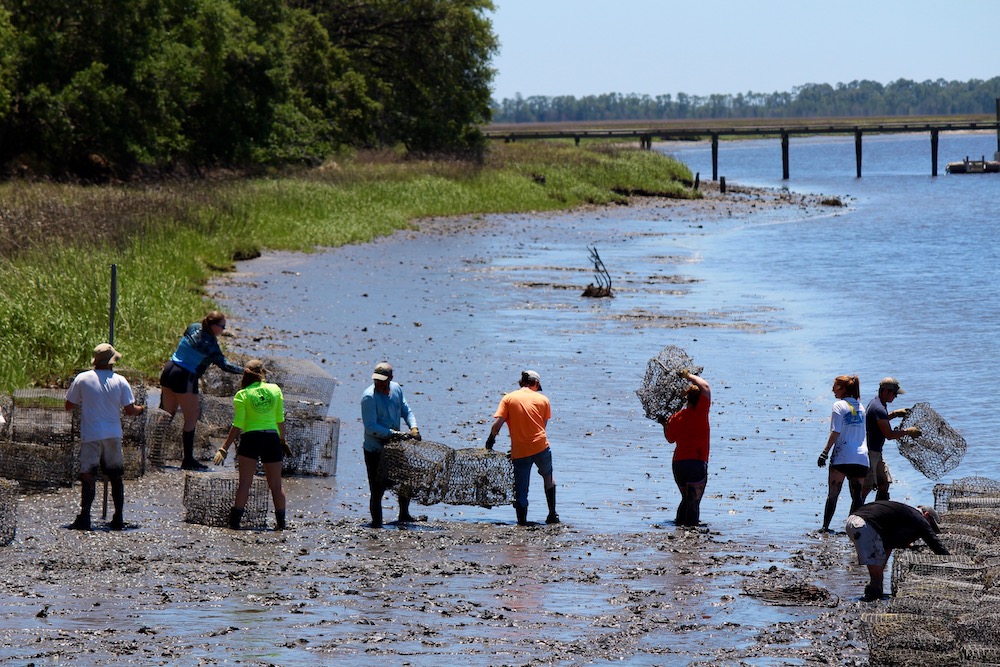 Volunteers build a living shoreline in the marsh
