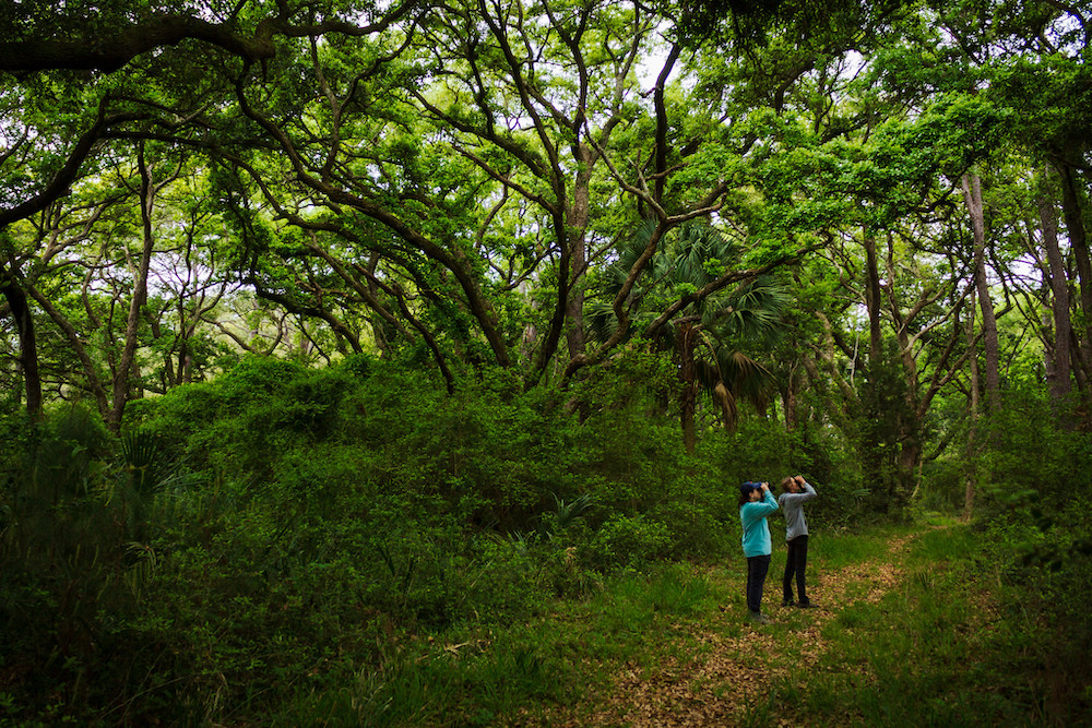 Visitors of Botany Bay birdwatch along a walking trail