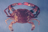 Callinectes sapidus (Blue Crab)