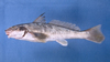 Menticirrhus americanus (Southern Kingfish)