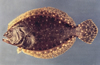 Paralichthys albigutta (Gulf Flounder)