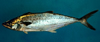 Scomberomorus cavalla (King Mackerel)