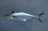 Scomberomorus maculatus (Spanish Mackerel)