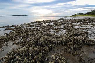 Eastern Oysters