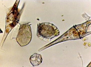 Common marine phytoplankton image courtesy of the Harmful Algae website