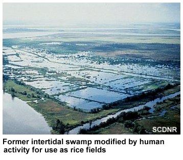 Former intertidal swamp modified by human activity for use as rice fields
