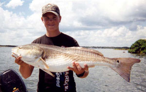 Large Red Drum
